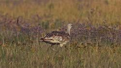 Great, Bustard, Otis, tarda, films, film, clip, clips, video, stock, istock, collection, buy, shop, deposit, bank, bird, birds, animal, animals