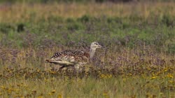 Great, Bustard, Otis, tarda, films, film, clip, clips, video, stock, istock, collection, buy, shop, deposit, bank, bird, birds, animal, animals