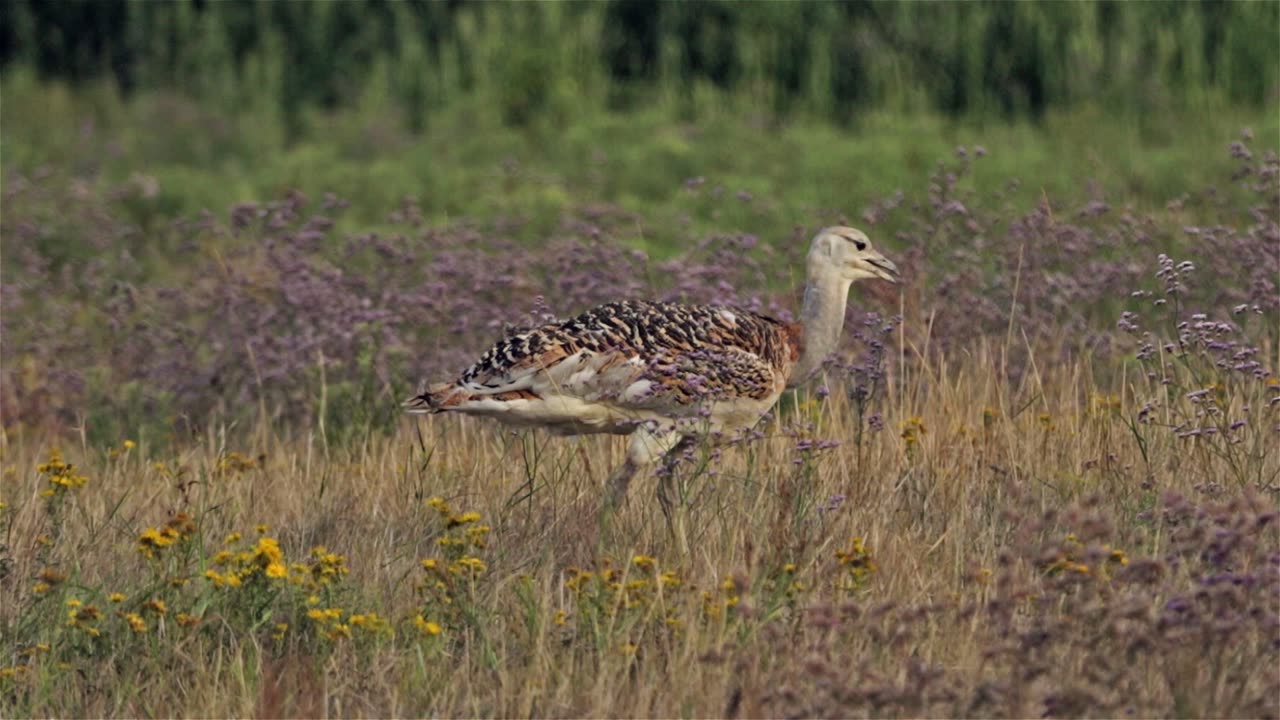 Great, Bustard, Otis, tarda, films, film, clip, clips, video, stock, istock, collection, buy, shop, deposit, bank, bird, birds, animal, animals