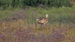 Great, Bustard, Otis, tarda, films, film, clip, clips, video, stock, istock, collection, buy, shop, deposit, bank, bird, birds, animal, animals