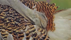 Great, Bustard, Otis, tarda, films, film, clip, clips, video, stock, istock, collection, buy, shop, deposit, bank, bird, birds, animal, animals