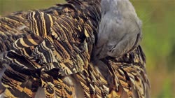 Great, Bustard, Otis, tarda, films, film, clip, clips, video, stock, istock, collection, buy, shop, deposit, bank, bird, birds, animal, animals