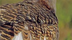 Great, Bustard, Otis, tarda, films, film, clip, clips, video, stock, istock, collection, buy, shop, deposit, bank, bird, birds, animal, animals