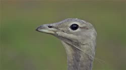 Great, Bustard, Otis, tarda, films, film, clip, clips, video, stock, istock, collection, buy, shop, deposit, bank, bird, birds, animal, animals