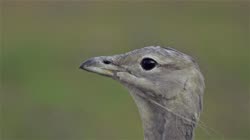 Great, Bustard, Otis, tarda, films, film, clip, clips, video, stock, istock, collection, buy, shop, deposit, bank, bird, birds, animal, animals