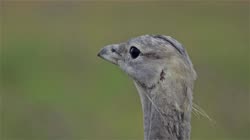 Great, Bustard, Otis, tarda, films, film, clip, clips, video, stock, istock, collection, buy, shop, deposit, bank, bird, birds, animal, animals