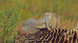 Great, Bustard, Otis, tarda, films, film, clip, clips, video, stock, istock, collection, buy, shop, deposit, bank, bird, birds, animal, animals