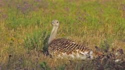Great, Bustard, Otis, tarda, films, film, clip, clips, video, stock, istock, collection, buy, shop, deposit, bank, bird, birds, animal, animals