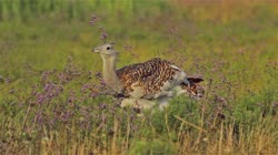 Great, Bustard, Otis, tarda, films, film, clip, clips, video, stock, istock, collection, buy, shop, deposit, bank, bird, birds, animal, animals