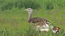 Great, Bustard, Otis, tarda, films, film, clip, clips, video, stock, istock, collection, buy, shop, deposit, bank, bird, birds, animal, animals