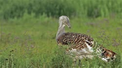 Great, Bustard, Otis, tarda, films, film, clip, clips, video, stock, istock, collection, buy, shop, deposit, bank, bird, birds, animal, animals