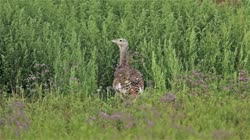 Great, Bustard, Otis, tarda, films, film, clip, clips, video, stock, istock, collection, buy, shop, deposit, bank, bird, birds, animal, animals