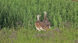 Great, Bustard, Otis, tarda, films, film, clip, clips, video, stock, istock, collection, buy, shop, deposit, bank, bird, birds, animal, animals