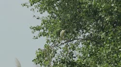 Black-crowned, Night, Heron, Nycticorax, nycticorax, films, film, clip, clips, video, stock, istock, collection, buy, shop, deposit, bank, bird, birds, animal, animals