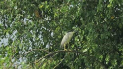 Black-crowned, Night, Heron, Nycticorax, nycticorax, films, film, clip, clips, video, stock, istock, collection, buy, shop, deposit, bank, bird, birds, animal, animals