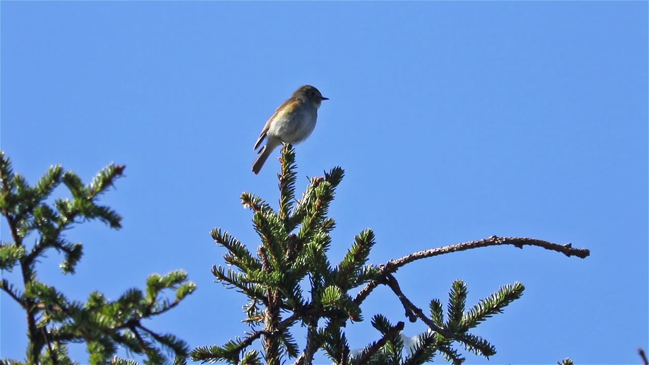 Red-flanked, Bluetail, Tarsiger, cyanurus, Orange-flanked, Bush-robin, Finland, pine, tree, films, film, clip, clips, video, stock, istock, collection, buy, shop, deposit, bank, bird, birds, animal, animals