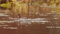 Red-necked, Phalarope, Phalaropus, lobatus, Finland, lake, pond, water, ground, feeding, food, films, film, clip, clips, video, stock, istock, collection, buy, shop, deposit, bank, bird, birds, animal, animals