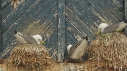 Black-legged, Kittiwake, Rissa, tridactyla, Hornoya, Vardo, group, nest, house, building, courtship, display, wood, wooden, films, film, clip, clips, video, stock, istock, collection, buy, shop, deposit, bank, bird, birds, animal, animals