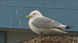 Black-legged, Kittiwake, Rissa, tridactyla, Hornoya, Vardo, socket, lamp, films, film, clip, clips, video, stock, istock, collection, buy, shop, deposit, bank, bird, birds, animal, animals