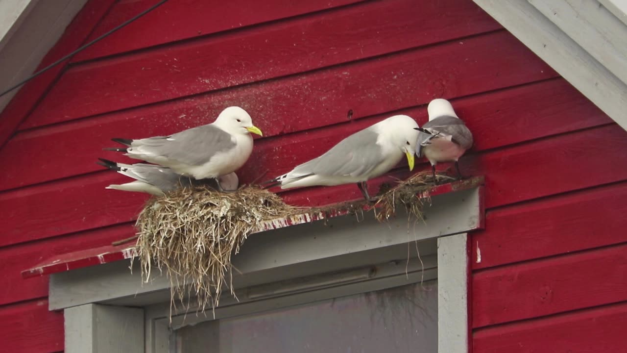 Black-legged, Kittiwake, Rissa, tridactyla, Hornoya, Vardo, group, nest, house, building, courtship, display, wood, wooden, films, film, clip, clips, video, stock, istock, collection, buy, shop, deposit, bank, bird, birds, animal, animals