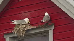 Black-legged, Kittiwake, Rissa, tridactyla, Hornoya, Vardo, group, nest, house, building, courtship, display, wood, wooden, films, film, clip, clips, video, stock, istock, collection, buy, shop, deposit, bank, bird, birds, animal, animals