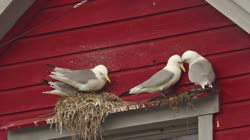 Black-legged, Kittiwake, Rissa, tridactyla, Hornoya, Vardo, group, nest, house, building, courtship, display, wood, wooden, films, film, clip, clips, video, stock, istock, collection, buy, shop, deposit, bank, bird, birds, animal, animals