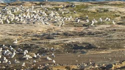 Black-legged, Kittiwake, Rissa, tridactyla, Hornoya, Vardo, group, nesting, colony, nest, courtship, display, cliff, shore, sea, water, films, film, clip, clips, video, stock, istock, collection, buy, shop, deposit, bank, bird, birds, animal, animals