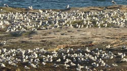 Black-legged, Kittiwake, Rissa, tridactyla, Hornoya, Vardo, group, nesting, colony, nest, courtship, display, cliff, shore, sea, water, films, film, clip, clips, video, stock, istock, collection, buy, shop, deposit, bank, bird, birds, animal, animals