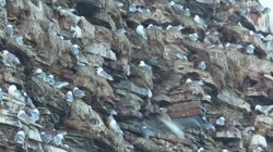 Black-legged, Kittiwake, Rissa, tridactyla, Hornoya, Vardo, group, breeding, colony, nest, courtship, display, cliff, shore, sea, water, fjord, films, film, clip, clips, video, stock, istock, collection, buy, shop, deposit, bank, bird, birds, animal, animals