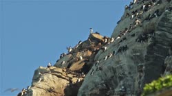 Hornoya, Vardo, group, groups, breeding, colony, nest, courtship, display, cliff, shore, fjord, Alka, Alca, torda, Razorbill, Cormorant, crested, Phalacrocorax, aristotelis, European, Shag, Fratercula, arctica, Atlantic, Puffin, Common, puffin, Seagull, Three-toed, Rissa, tridactyla, Black-legged, Kittiwake, films, film, clip, clips, video, stock, istock, collection, buy, shop, deposit, bank, bird, birds, animal, animals