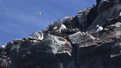 Hornoya, Vardo, group, groups, breeding, colony, nest, courtship, display, cliff, shore, sea, water, fjord, Alka, Alca, torda, Razorbill, Cormorant, crested, Phalacrocorax, aristotelis, European, Shag, Fratercula, arctica, Atlantic, Puffin, Common, puffin, Seagull, three-toed, Rissa, tridactyla, Black-legged, Kittiwake, films, film, clip, clips, video, stock, istock, collection, buy, shop, deposit, bank, bird, birds, animal, animals
