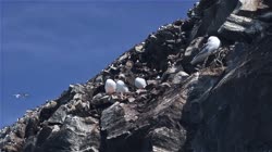 Hornoya, Vardo, group, groups, breeding, colony, nest, courtship, display, cliff, shore, sea, water, fjord, Alka, Alca, torda, Razorbill, Cormorant, crested, Phalacrocorax, aristotelis, European, Shag, Fratercula, arctica, Atlantic, Puffin, Common, puffin, Seagull, three-toed, Rissa, tridactyla, Black-legged, Kittiwake, films, film, clip, clips, video, stock, istock, collection, buy, shop, deposit, bank, bird, birds, animal, animals