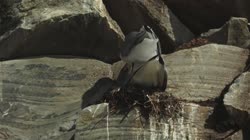 Black-legged, Kittiwake, Rissa, tridactyla, Hornoya, Vardo, nesting, colony, nest, courtship, display, cliff, shore, fjord, couple, copulation, copulate, films, film, clip, clips, video, stock, istock, collection, buy, shop, deposit, bank, bird, birds, animal, animals