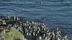 Hornoya, Vardo, group, groups, breeding, colony, nest, courtship, display, cliff, shore, sea, water, fjord, Alka, Alca, torda, Razorbill, Cormorant, crested, Phalacrocorax, aristotelis, European, Shag, Fratercula, arctica, Atlantic, Puffin, Common, puffin, Seagull, three-toed, Rissa, tridactyla, Black-legged, Kittiwake, films, film, clip, clips, video, stock, istock, collection, buy, shop, deposit, bank, bird, birds, animal, animals