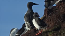 Atlantic, Common, Puffin, Fratercula, arctica, Hornoya, Vardo, breeding, colony, cliff, shore, fjord, Alka, Alca, torda, Razorbill, films, film, clip, clips, video, stock, istock, collection, buy, shop, deposit, bank, bird, birds, animal, animals