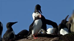 Atlantic, Common, Puffin, Fratercula, arctica, Hornoya, Vardo, breeding, colony, cliff, shore, fjord, Alka, Alca, torda, Razorbill, films, film, clip, clips, video, stock, istock, collection, buy, shop, deposit, bank, bird, birds, animal, animals