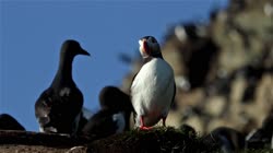 Atlantic, Common, Puffin, Fratercula, arctica, Hornoya, Vardo, breeding, colony, cliff, shore, fjord, Alka, Alca, torda, Razorbill, films, film, clip, clips, video, stock, istock, collection, buy, shop, deposit, bank, bird, birds, animal, animals