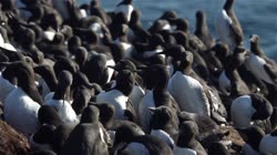 Common, Murre, Uria, aalge, Hornoya, Vardo, group, groups, breeding, colony, cliff, shore, sea, water, fjord, films, film, clip, clips, video, stock, istock, collection, buy, shop, deposit, bank, bird, birds, animal, animals