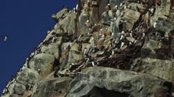 Hornoya, Vardo, group, groups, breeding, colony, nest, courtship, display, cliff, shore, fjord, Alka, Alca, torda, Razorbill, Cormorant, crested, Phalacrocorax, aristotelis, European, Shag, Fratercula, arctica, Atlantic, Puffin, Common, puffin, Seagull, Three-toed, Rissa, tridactyla, Black-legged, Kittiwake, films, film, clip, clips, video, stock, istock, collection, buy, shop, deposit, bank, bird, birds, animal, animals