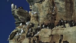 Hornoya, Vardo, group, groups, breeding, colony, nest, courtship, display, cliff, shore, fjord, Alka, Alca, torda, Razorbill, Cormorant, crested, Phalacrocorax, aristotelis, European, Shag, Fratercula, arctica, Atlantic, Puffin, Common, puffin, Seagull, Three-toed, Rissa, tridactyla, Black-legged, Kittiwake, films, film, clip, clips, video, stock, istock, collection, buy, shop, deposit, bank, bird, birds, animal, animals