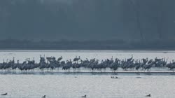 Common, Grus, grus, Eurasian, Crane, lake, pond, water, fish, lodging, grounds, foraging, feeding, food, art, aggregation, group, cloud, clouds, films, film, clip, clips, video, stock, istock, collection, buy, shop, deposit, bank, bird, birds, animal, animals
