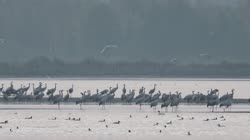 Common, Grus, grus, Eurasian, Crane, lake, pond, water, fish, lodging, feeding, grounds, foraging, preying, food, art, cluster, group, cloud, clouds, fly, away, films, film, clip, clips, video, stock, istock, collection, buy, shop, deposit, bank, bird, birds, animal, animals