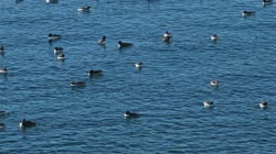 Hornoya, Vardo, group, groups, colony, courtship, display, sea, water, Alka, Alca, torda, Razorbill, Cormorant, crested, Phalacrocorax, aristotelis, European, Shag, Fratercula, arctica, Atlantic, Puffin, Common, puffin, Seagull, Three-toed, Rissa, tridactyla, Black-legged, Kittiwake, films, film, clip, clips, video, stock, istock, collection, buy, shop, deposit, bank, bird, birds, animal, animals