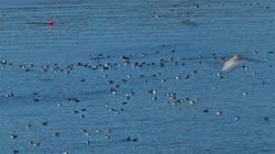 Hornoya, Vardo, group, groups, colony, courtship, display, sea, water, Alka, Alca, torda, Razorbill, Cormorant, crested, Phalacrocorax, aristotelis, European, Shag, Fratercula, arctica, Atlantic, Puffin, Common, puffin, Seagull, Three-toed, Rissa, tridactyla, Black-legged, Kittiwake, films, film, clip, clips, video, stock, istock, collection, buy, shop, deposit, bank, bird, birds, animal, animals