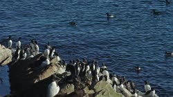 Hornoya, Vardo, group, groups, breeding, colony, nest, courtship, display, cliff, shore, sea, water, fjord, Alka, Alca, torda, Razorbill, Cormorant, crested, Phalacrocorax, aristotelis, European, Shag, Fratercula, arctica, Atlantic, Puffin, Common, puffin, Seagull, three-toed, Rissa, tridactyla, Black-legged, Kittiwake, films, film, clip, clips, video, stock, istock, collection, buy, shop, deposit, bank, bird, birds, animal, animals