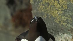 Razorbill, Alca, torda, Hornoya, Vardo, group, groups, breeding, colony, courtship, display, cliff, shore, fjord, films, film, clip, clips, video, stock, istock, collection, buy, shop, deposit, bank, bird, birds, animal, animals