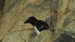 Razorbill, Alca, torda, Hornoya, Vardo, group, groups, breeding, colony, nest, courtship, display, cliff, shore, fjord, films, film, clip, clips, video, stock, istock, collection, buy, shop, deposit, bank, bird, birds, animal, animals