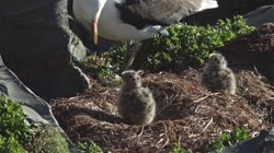 Great, Black-backed, Gull, Larus, marinus, Hornoya, Vardo, nesting, colony, cliff, shore, fjord, fly, young, chick, fledge, fledging, tree, nest, films, film, clip, clips, video, stock, istock, collection, buy, shop, deposit, bank, bird, birds, animal, animals