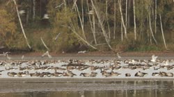 Greylag, Goose, Anser, anser, lake, pond, water, trees, reeds, feeding, grounds, foraging, food, clusters, group, gray, heron, Ardea, cinerea, Gray, Heron, films, film, clip, clips, video, stock, istock, collection, buy, shop, deposit, bank, bird, birds, animal, animals