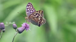 Silver-washed, Fritillary, Argynnis, paphia, films, film, clip, clips, video, stock, istock, collection, buy, shop, deposit, bank, bird, birds, animal, animals